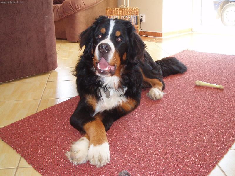 Foto: Amadeus-Jsem fe��k, co?