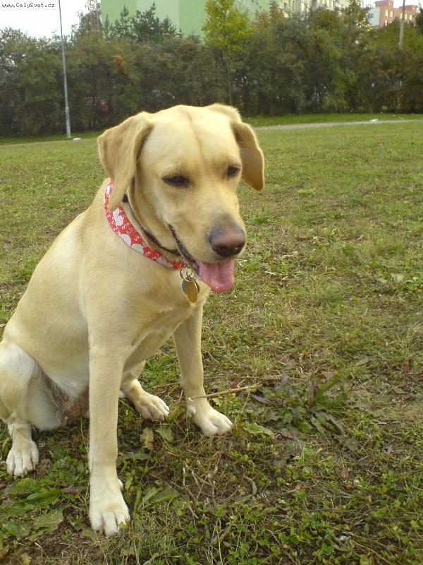 Foto: B�ra na louce-L�to 2006