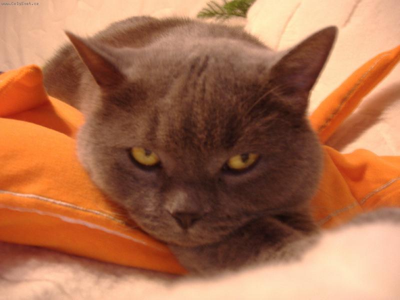 Foto: Bri��k-Osk�rek