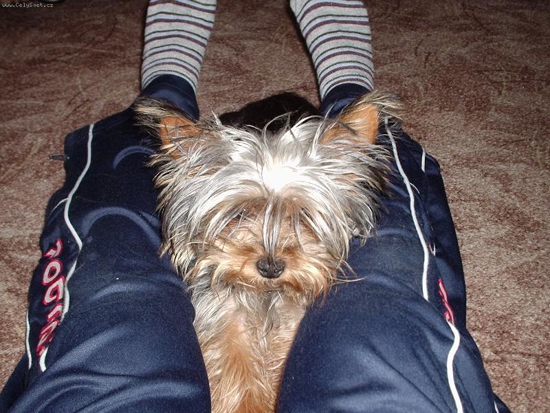 Foto: Monty-jsem v pasti