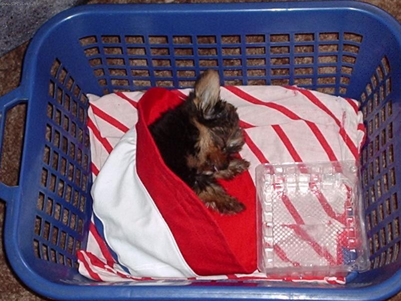 Foto: Monty-prvn� den doma