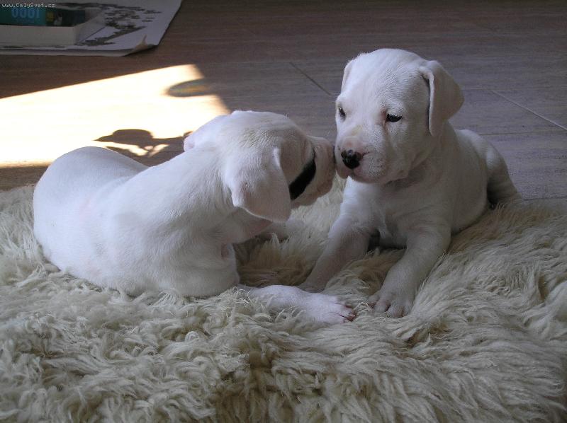 Foto: Holky z vrhu D