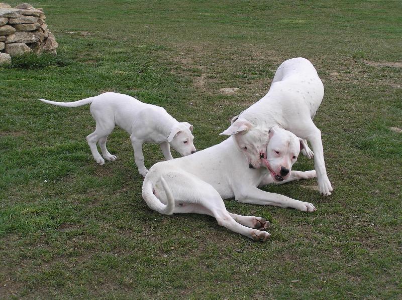 Foto: Cloe Pacha   Diablo