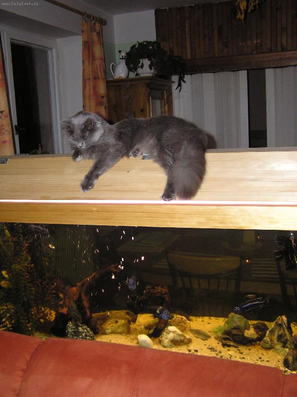 Foto: ty jsou v�echny moje-britka na akv�riu