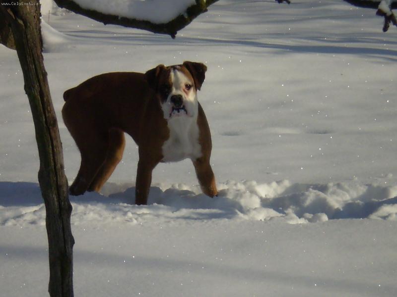 Foto: B�ra-sn�ek