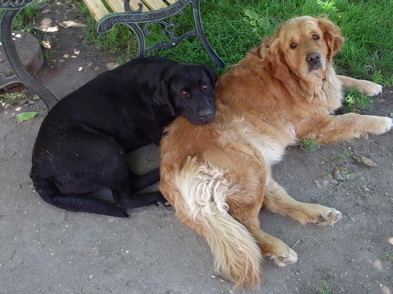 Foto: Sandy a Jesi