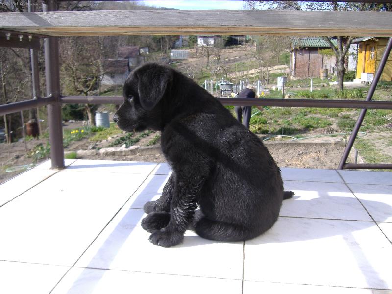 Foto: Sid-10. t�den� k��enec Labradora s Rotvajlerem