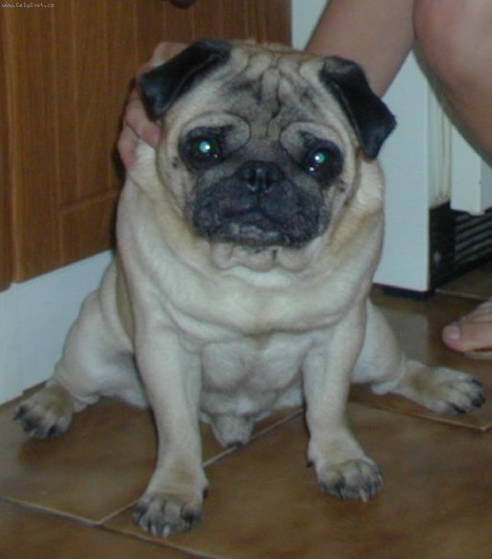 Foto: Bert�k Jakapa-Ber�as