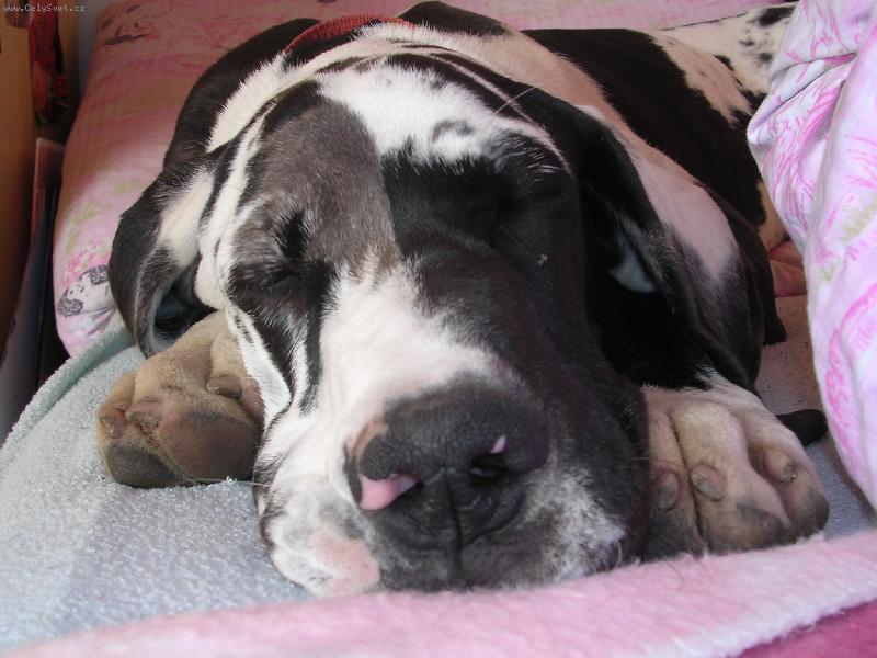 Foto: Adu�ka spink� :)