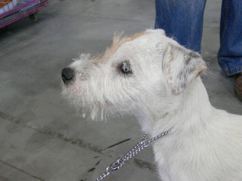 Foto: ....-v�stava ps� 2007 v praze