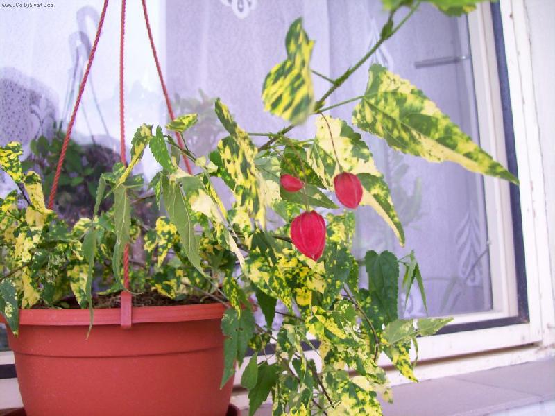 Foto: p�evisl� mra���k