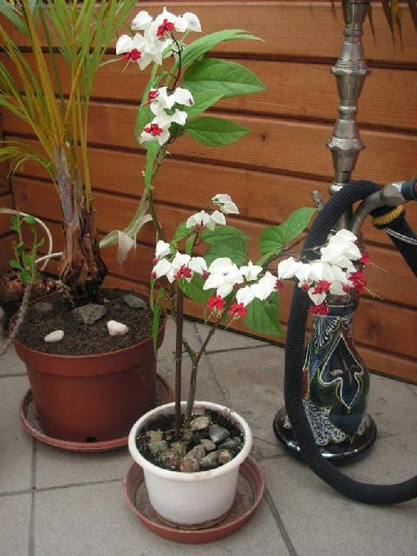 Foto: No nen� to kr�sa?