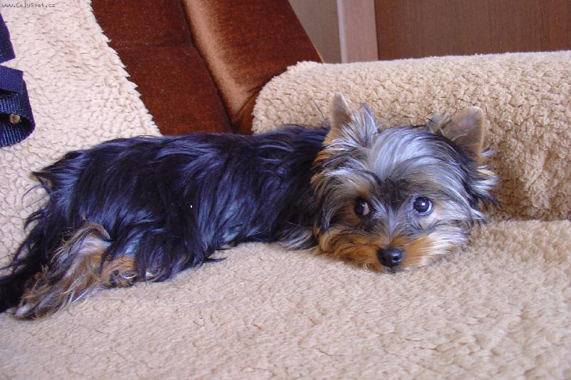 Foto: Odpo�inek-Daisy