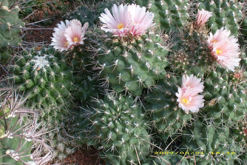 Foto: kaktus-s k�ty