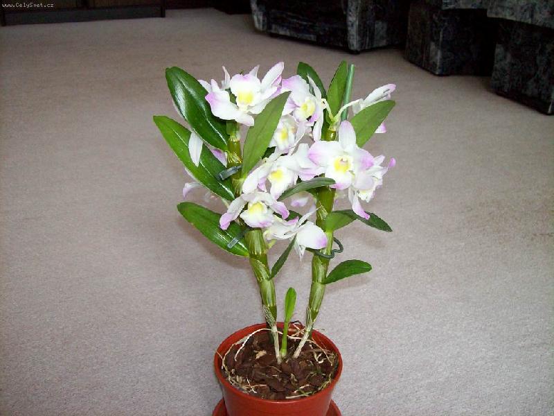 Foto: dendrobium nobile