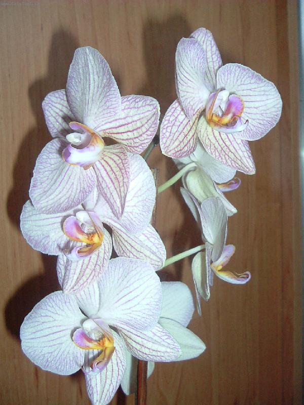Foto: Orchidej