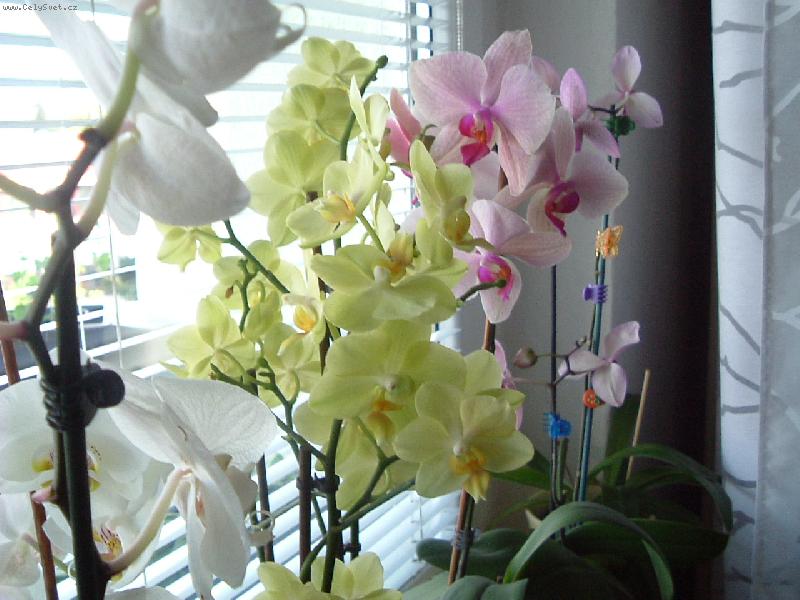 Foto: Orchideje