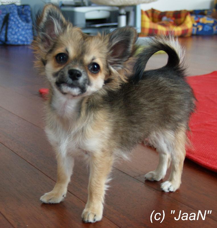 Foto: Gladys Chomutovsk� Amorek