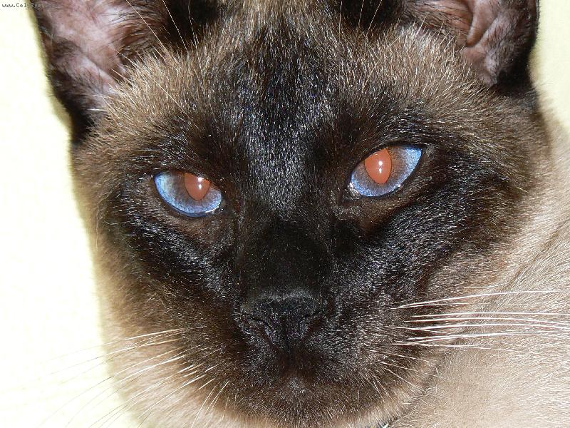 Foto: Maximilian Hanu�-Bacha na m�