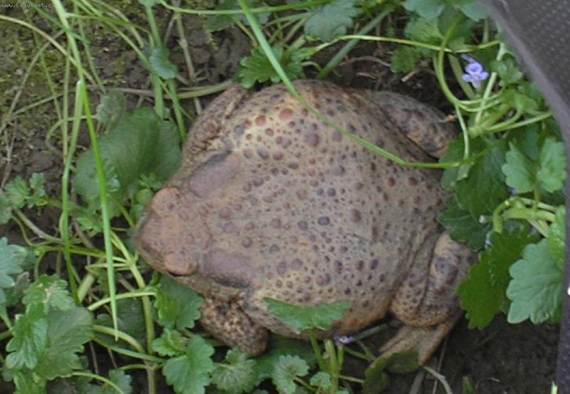 Foto: Ropucha-�abka