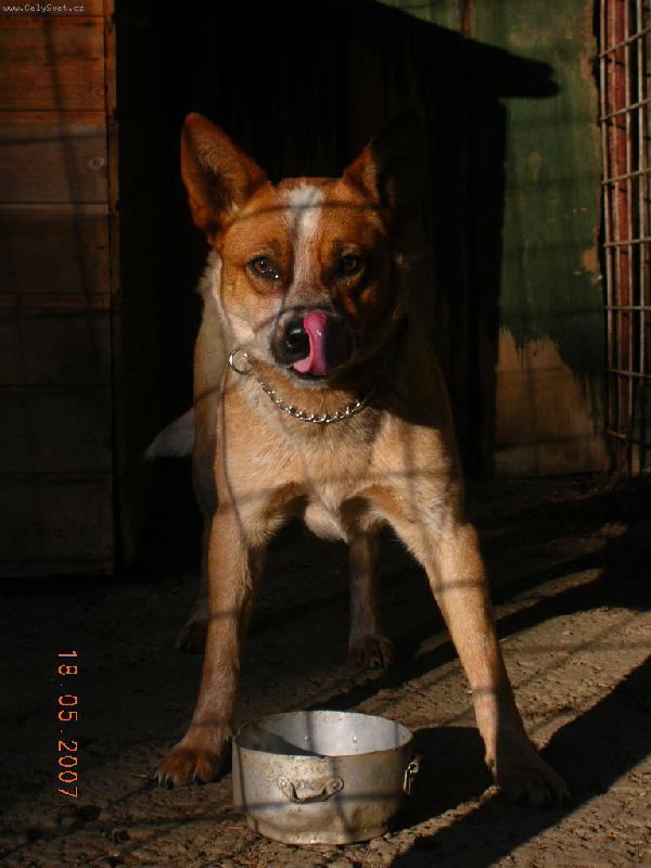 Foto: Australsk� hon�ck� pes