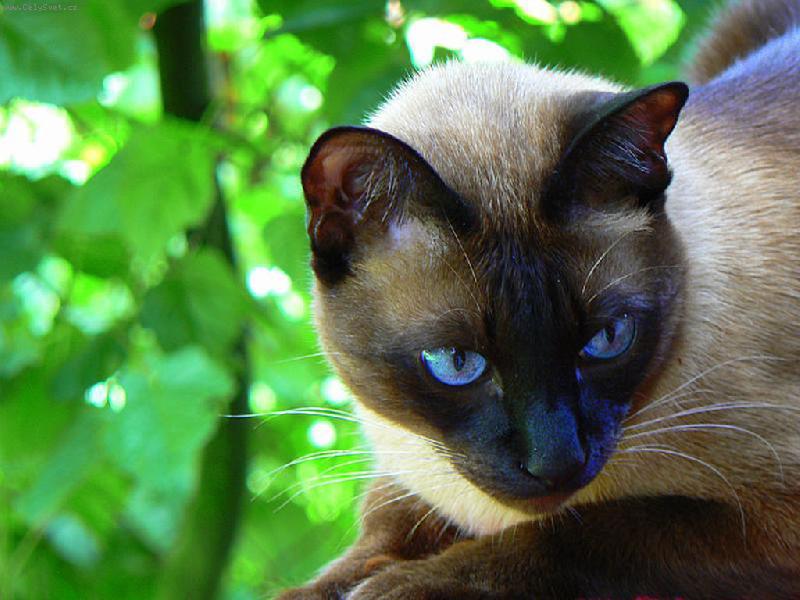 Foto: siam�k-siam�k