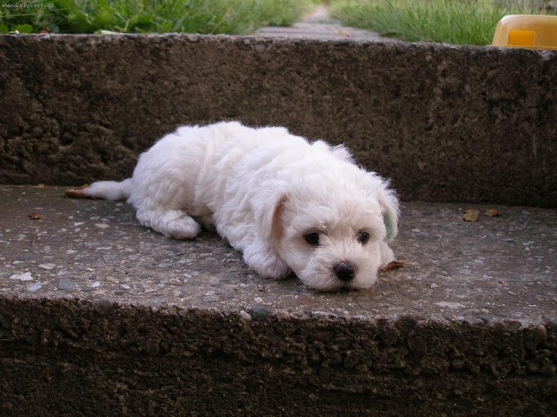 Foto: Caesar Max-Odpo�inek