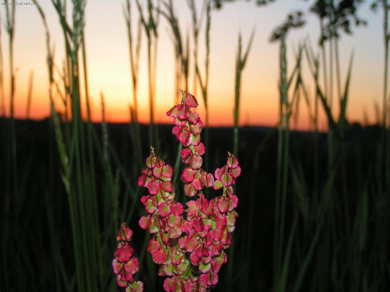 Foto: ��ov�k a obil�...