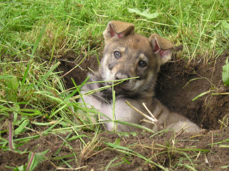 Foto: Amatty Wolf-Nora