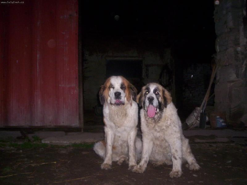 Foto: dvojka-dva pejsci vedle sebe