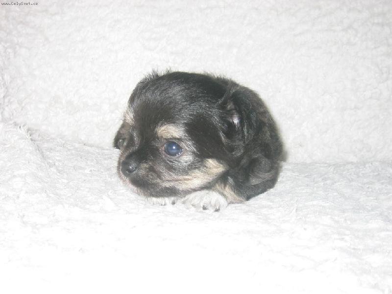 Foto: P�knej lump��ek