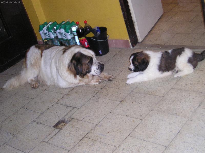 Foto: CADDY-Caddy s maminkou