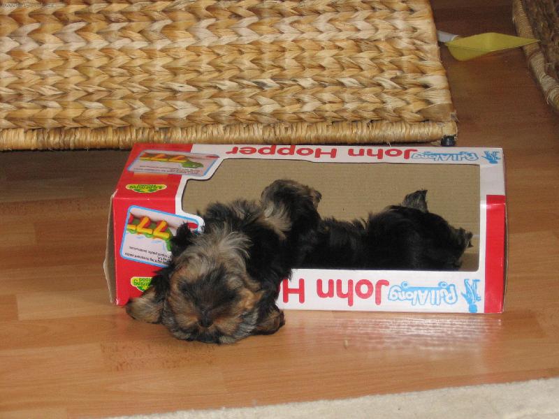 Foto: post�lka pro Rickyho