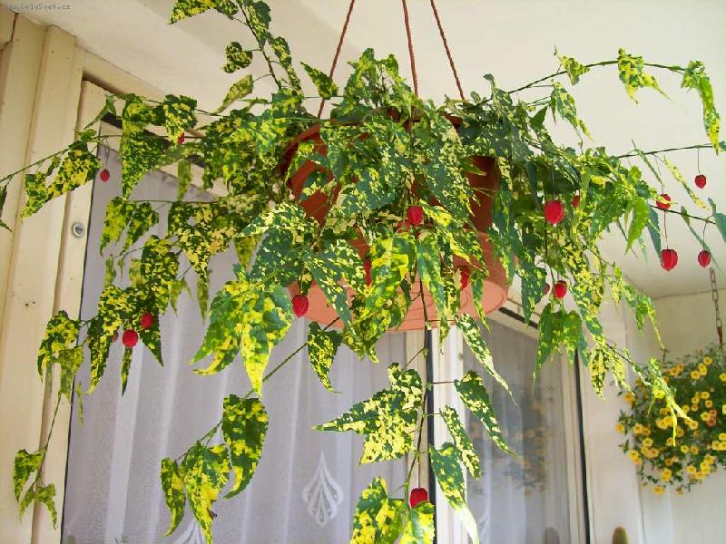 Foto: Mra���k v �ervnu