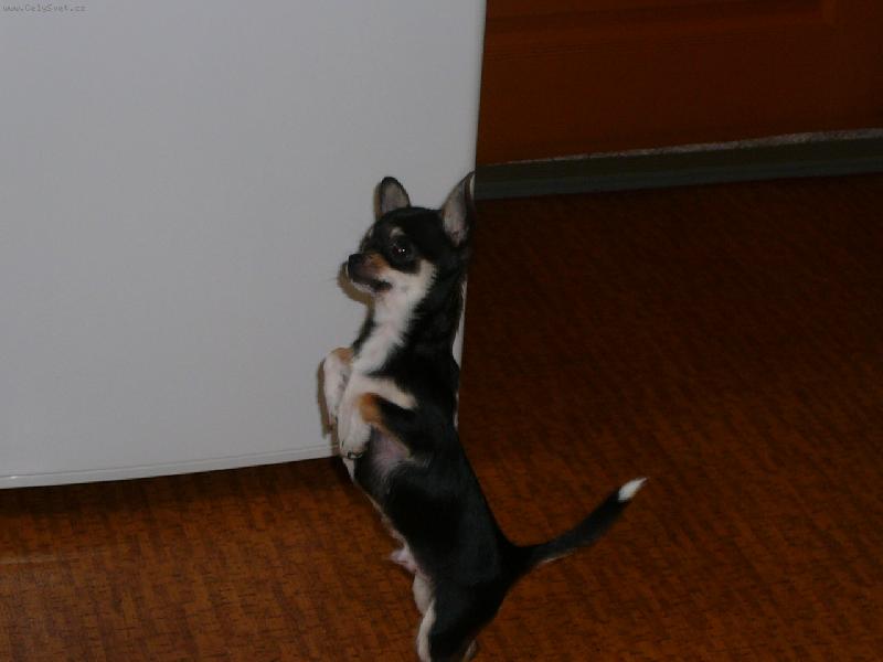 Foto: �iko-Pan��kov�n� mi jde...