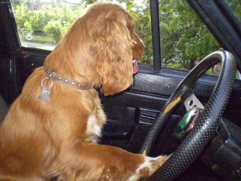 Foto: Niki �idi�ka