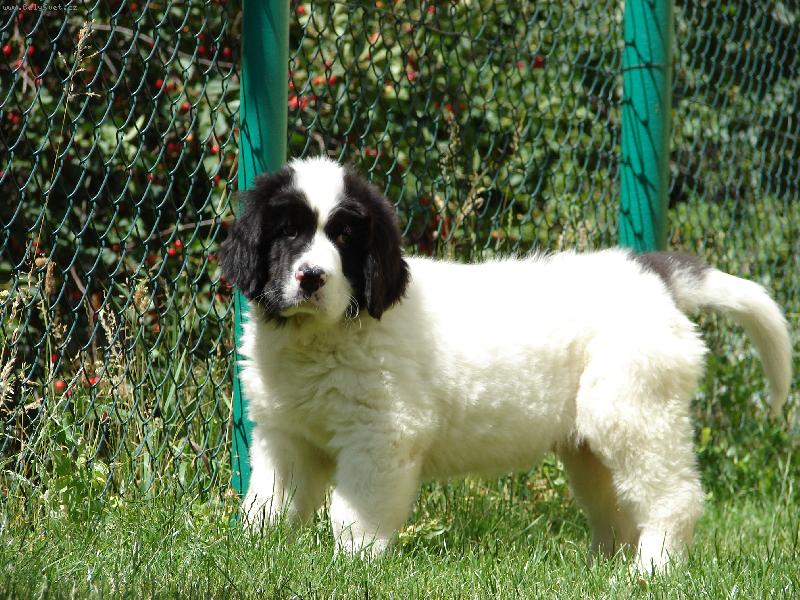 Foto: Bailey Alvemia