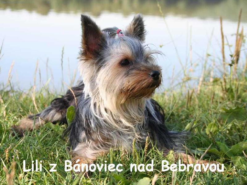 Foto: Lili pri priehrade