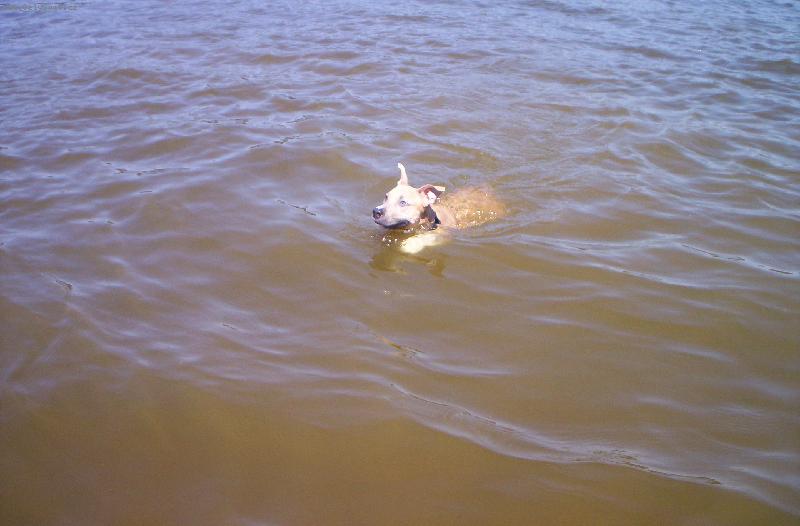 Foto: arny-plavu velice r�d