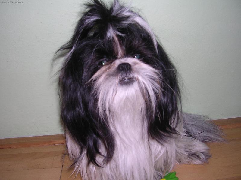 Foto: Moje S�rinka