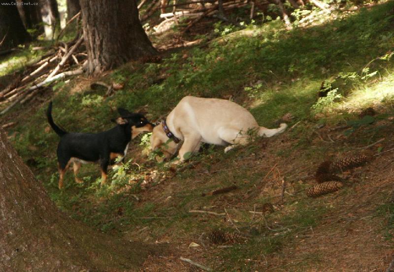 Foto: Amy�ka a Britu�ka