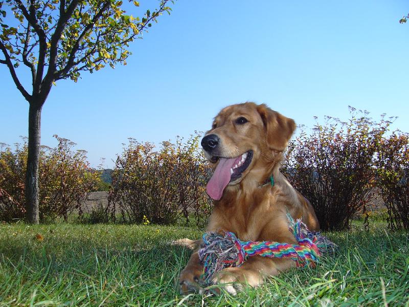 Foto: FIDO-na chat�