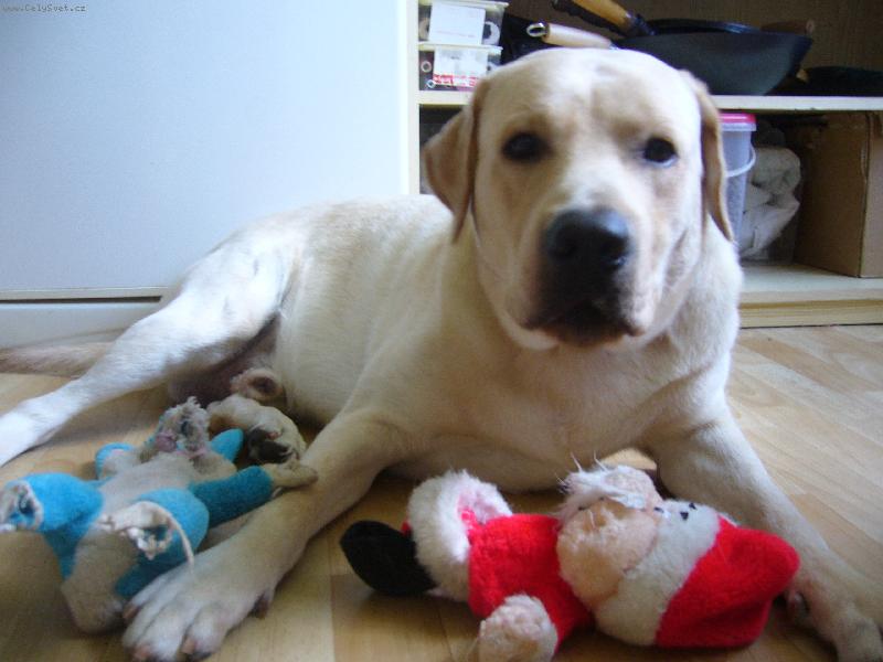 Foto: Vendel�nek-prost� n� mazel