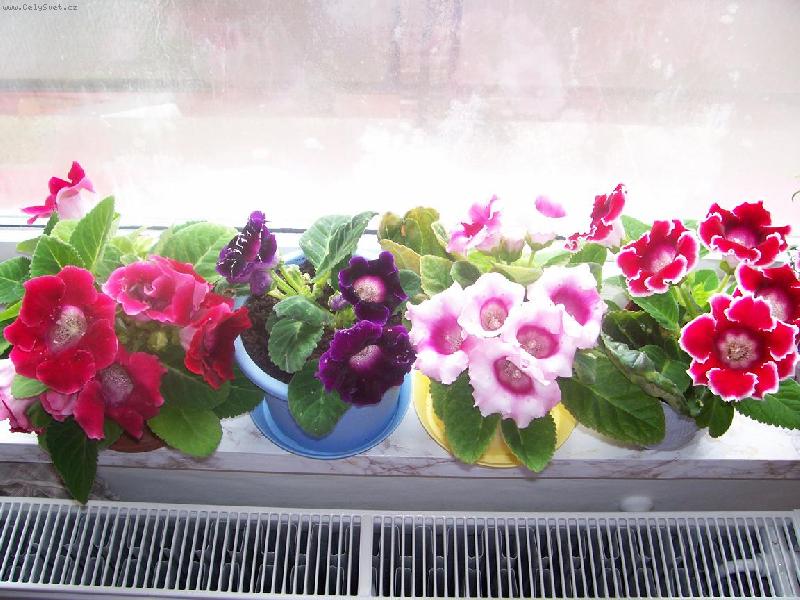 Foto: �roda 2007-Gloxinie