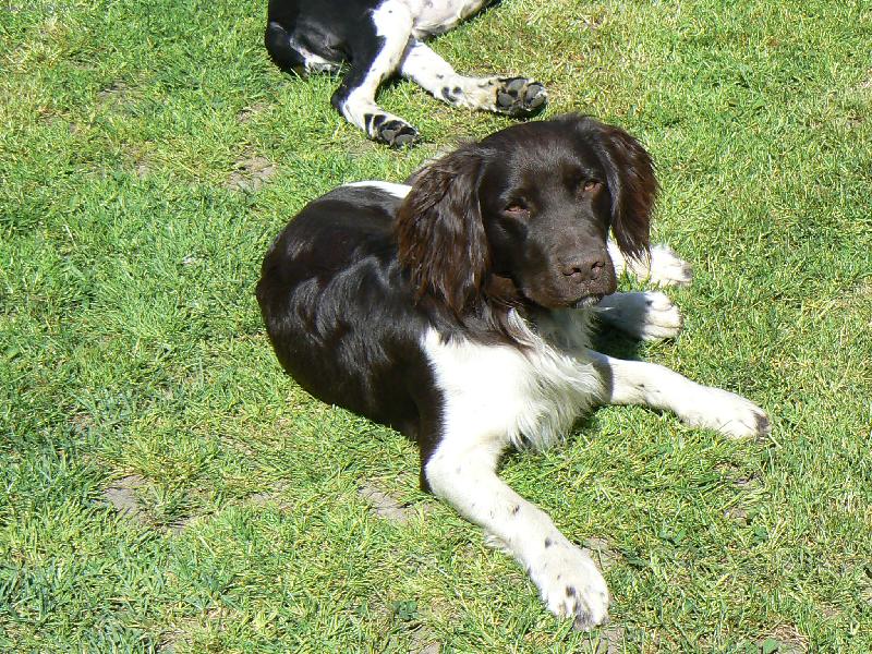 Foto: Brit - Hari z Vlasteck�ho vrchu