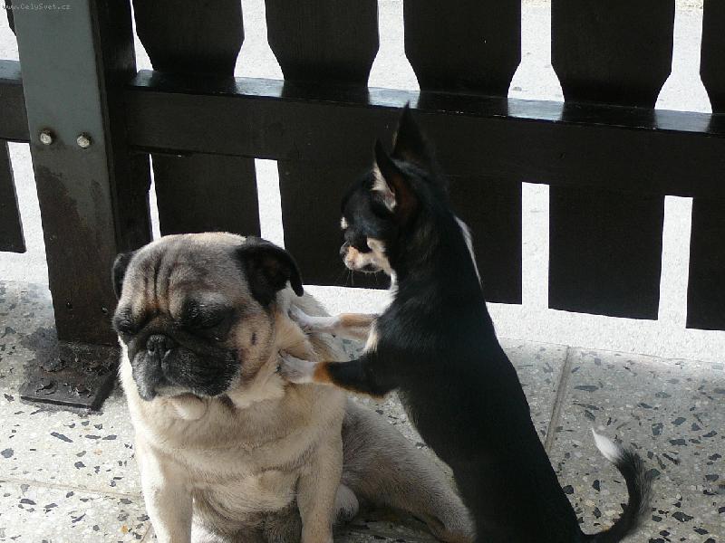 Foto: Pane, poj�te si hr�t...