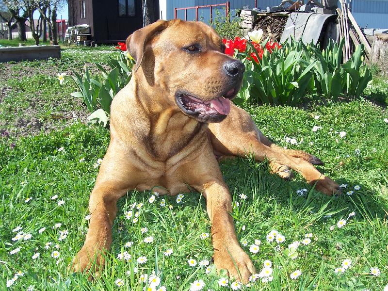 Foto: Cayroschi Diamant severu