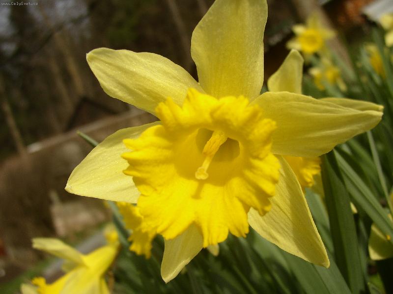 Foto: Narcis-kv�t