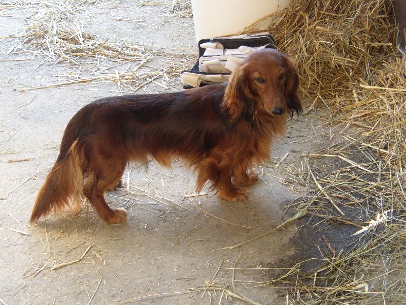 Foto: Dlouhosrst� jezev��k