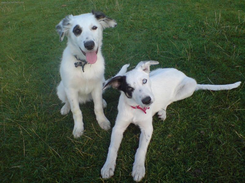 Foto: Iggy and Bowie